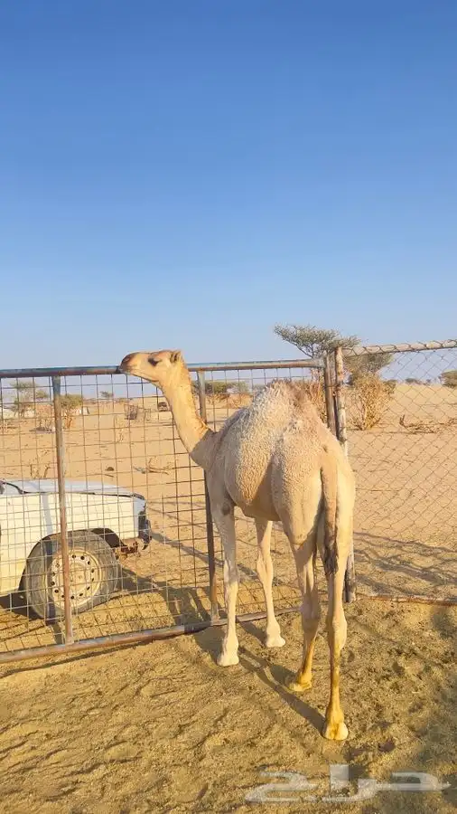 قعدان للبيع 4