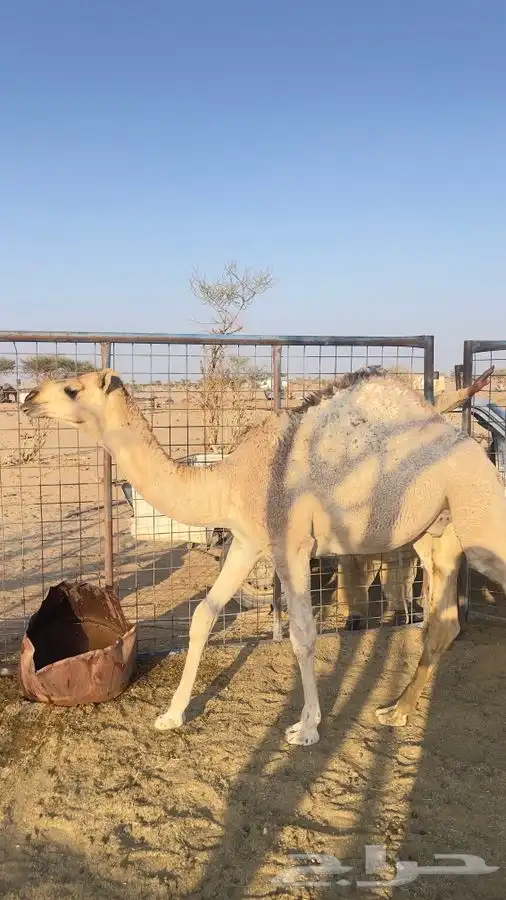 قعدان للبيع 0