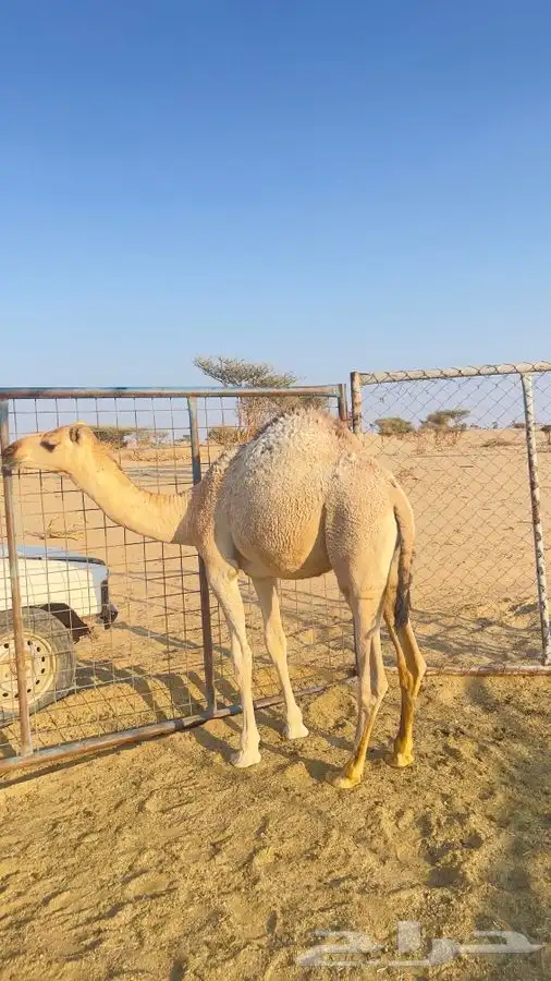 قعدان للبيع 3