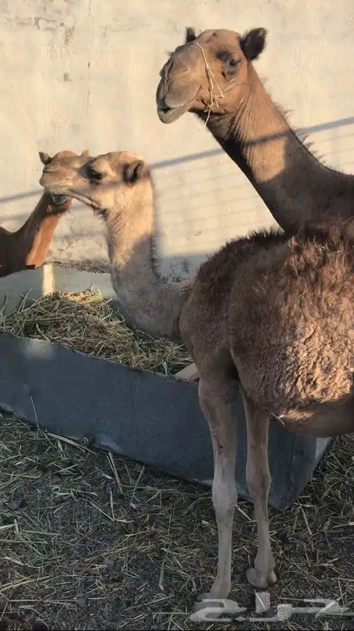 بكره 0