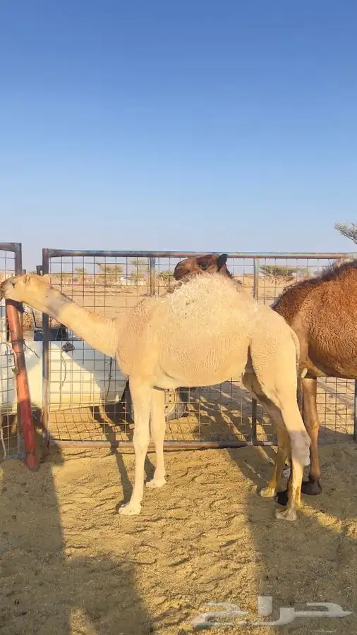 قعدان للبيع 2