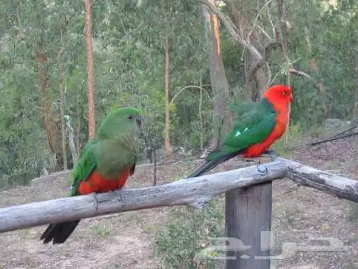 زوج كنق باروت 0