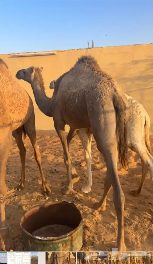 بكرة للبيع 0