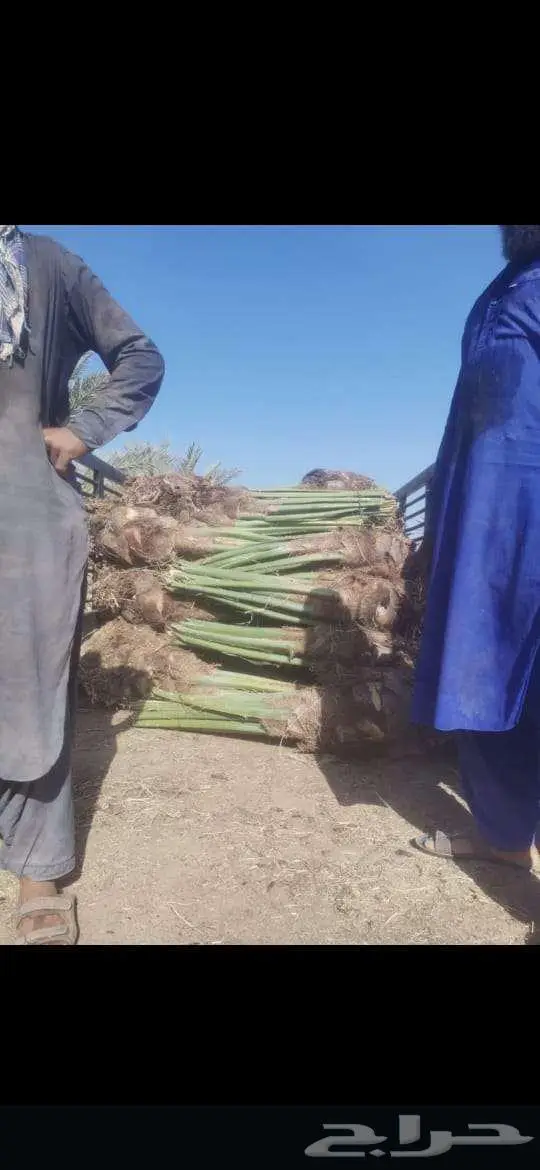 زراعه التخيل وتوريد للشركات بسعار رمزيه 2