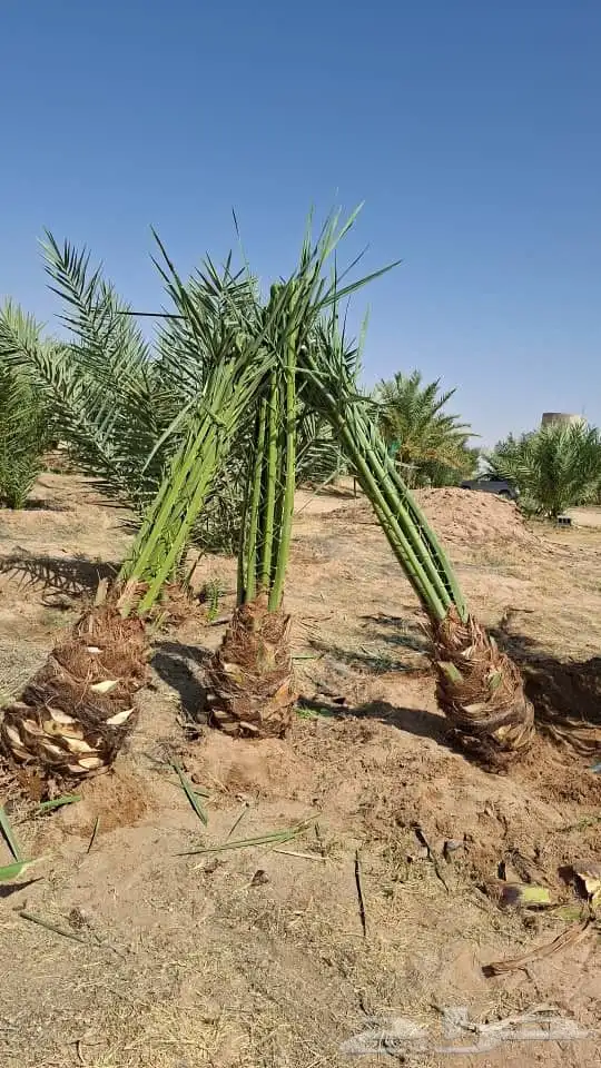 جميع أنحاء المملكة العربية السعودية 6