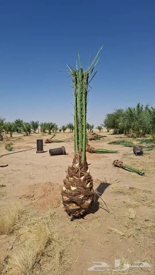 نخل اخلاص صقعي مجدول هلالي برحي وجميع انواع متوفره 1