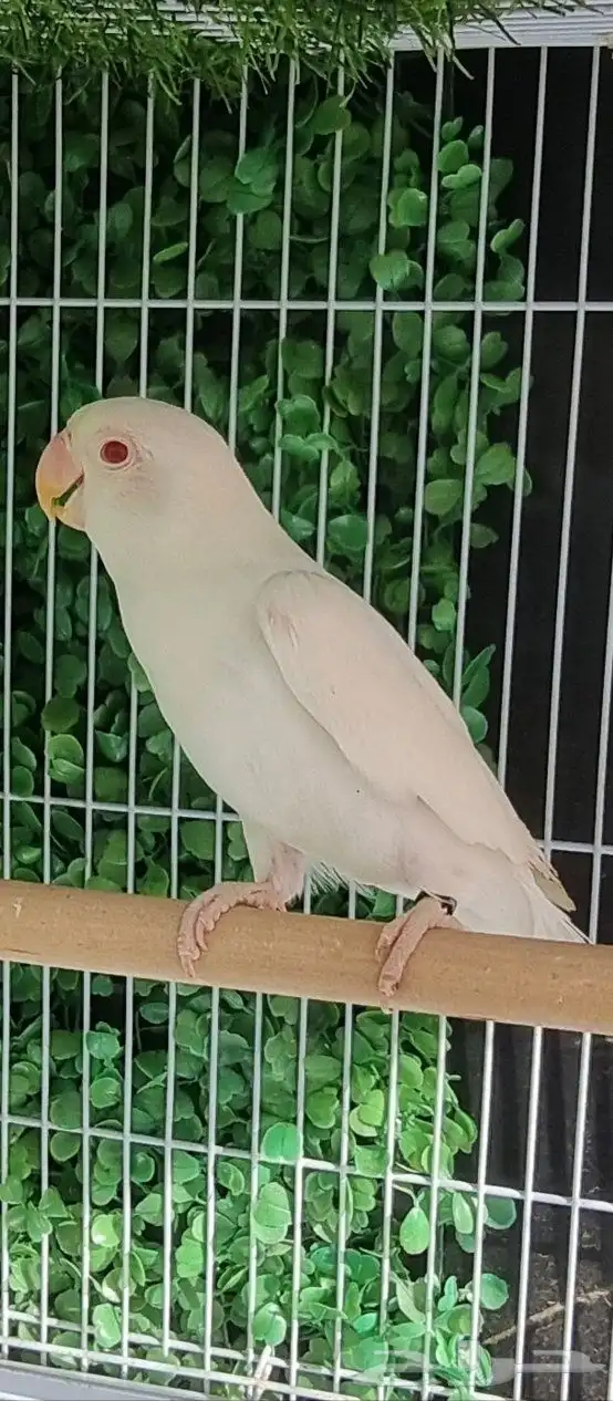 ذكر فيشر ألبينو مميز 0