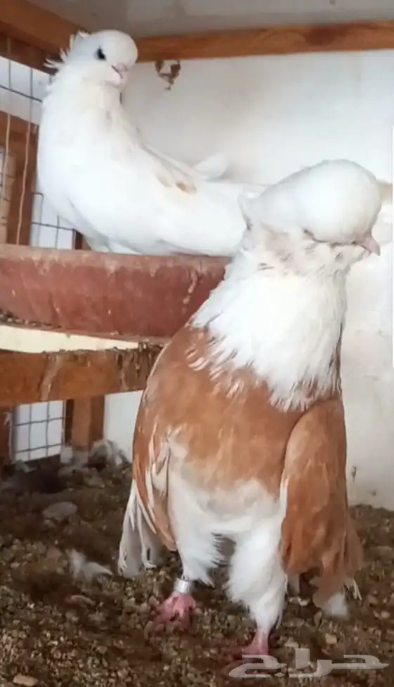 جوز نك كنار 0
