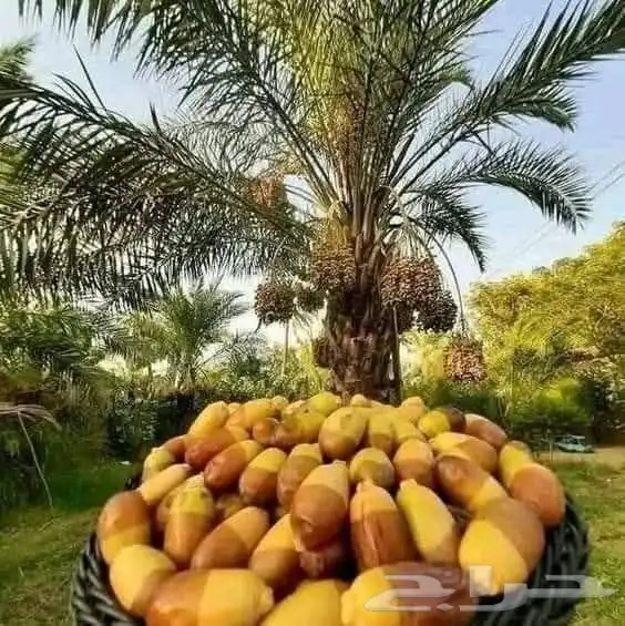 نورد جميع انواع النخل عربي ووشنطني الى جميع مناطق 9