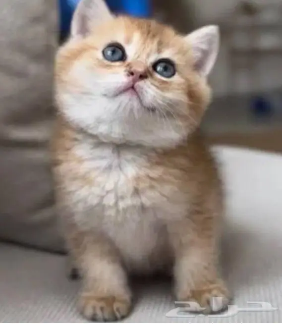 بيطري حيوانات 0