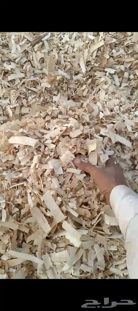 نشاره خشب الدجاج 2