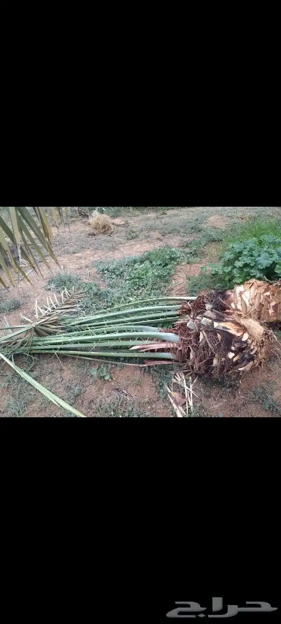 فروخ خضري نظيفه وعلى الشرط وفروخ مشكلات 1