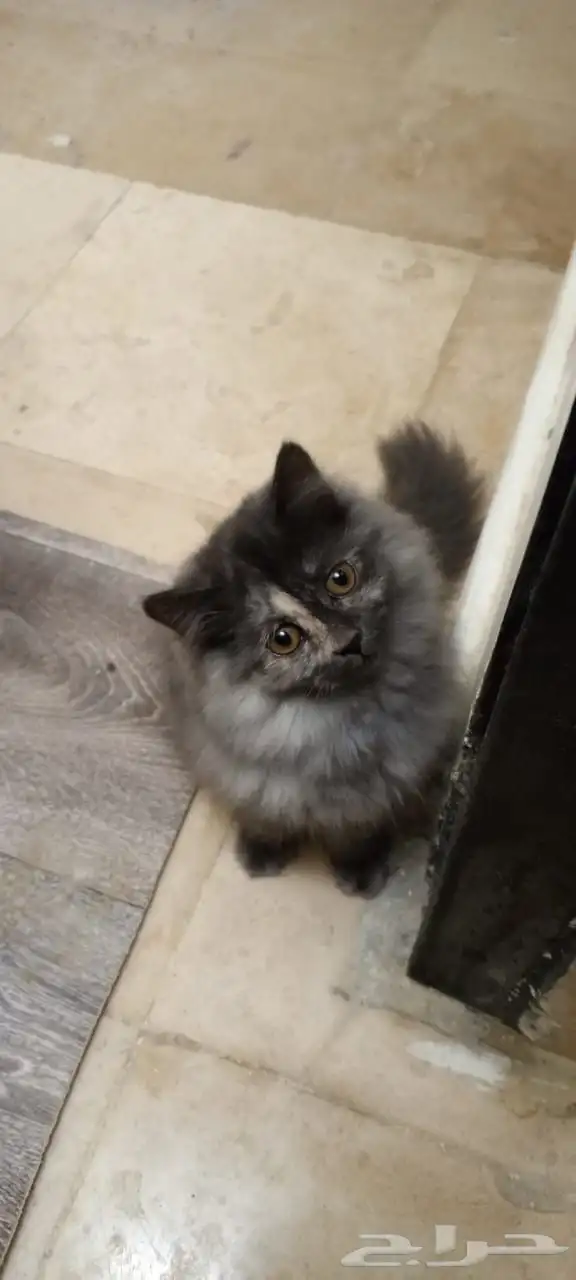 كيتين للبيع شيرازي 1