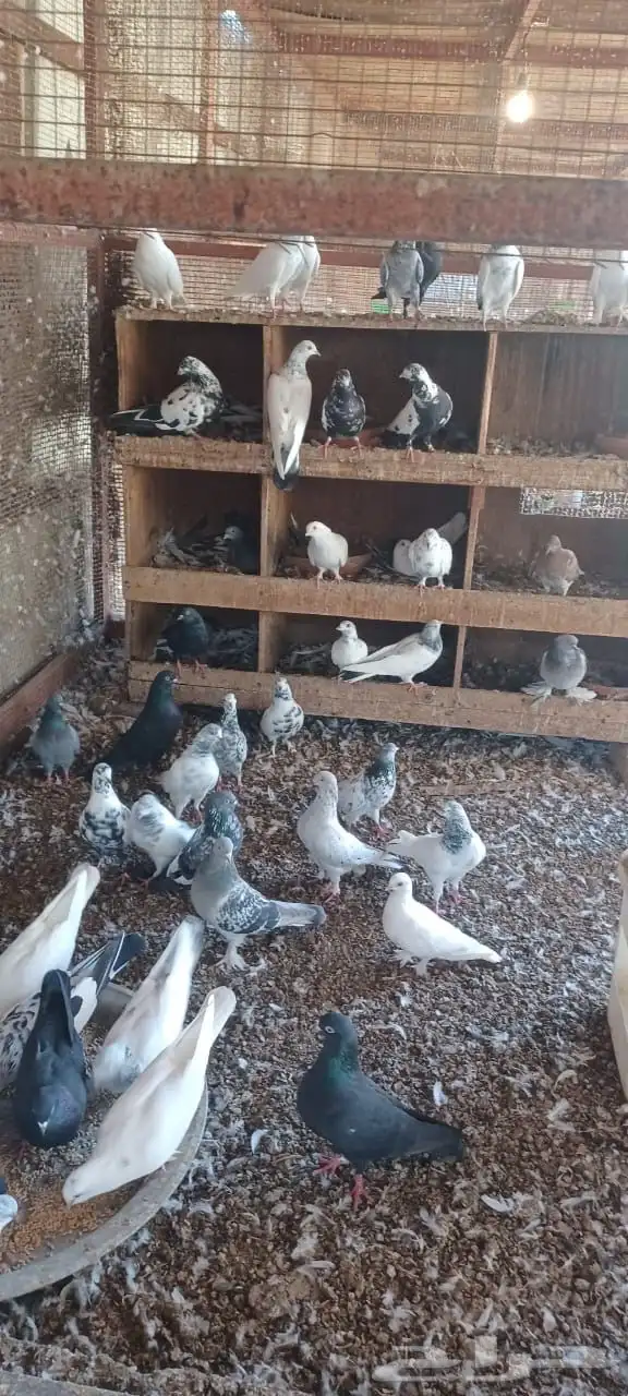 للبيع حمام 0