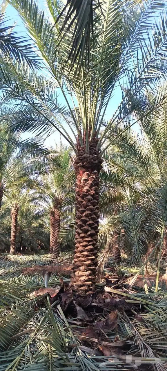 نخل عربي نخل مثمر 0