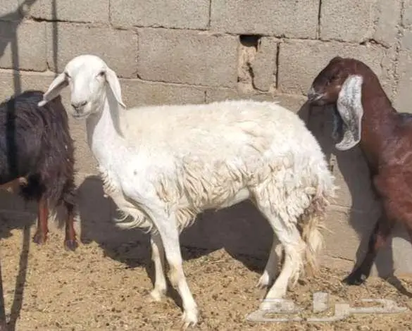 نعجتين حريات 0