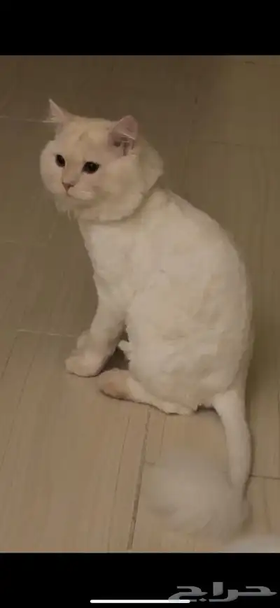 مفقود 0