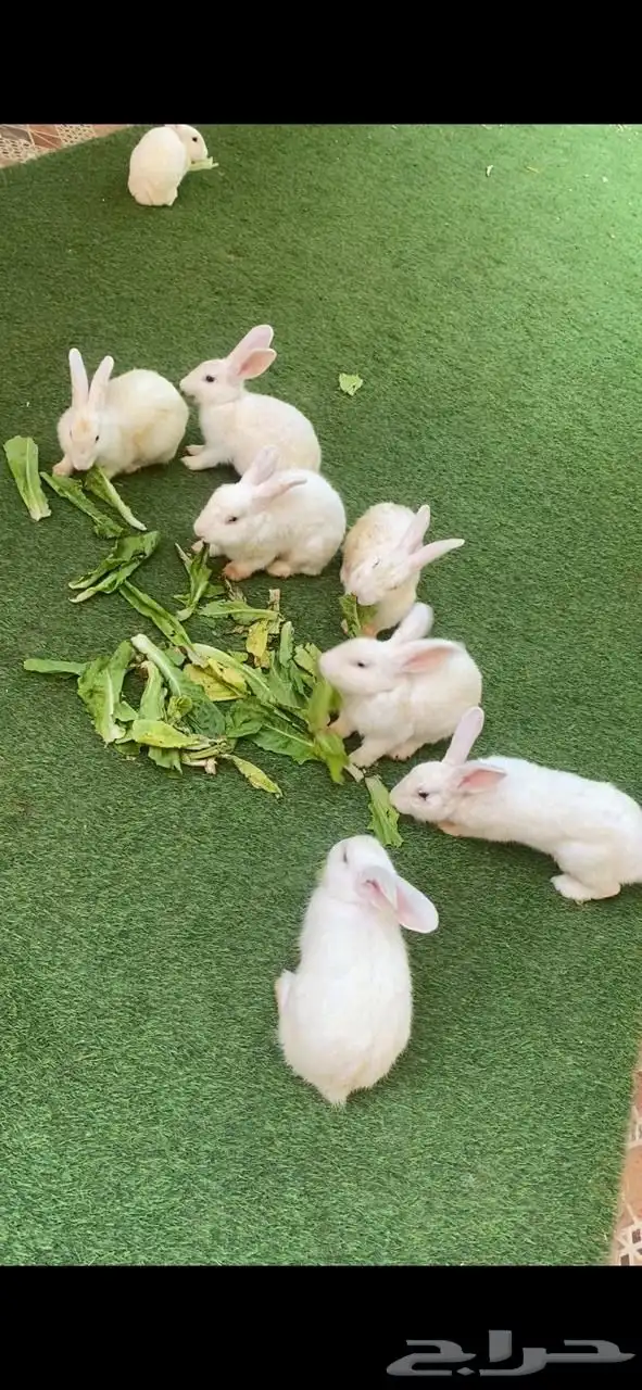 ارانب للبيع العدد 10 0