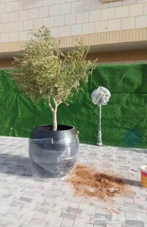 يوجد لدينا شجر الزيتون للبيع المثمره والمعمره وشجر حمضيات 0