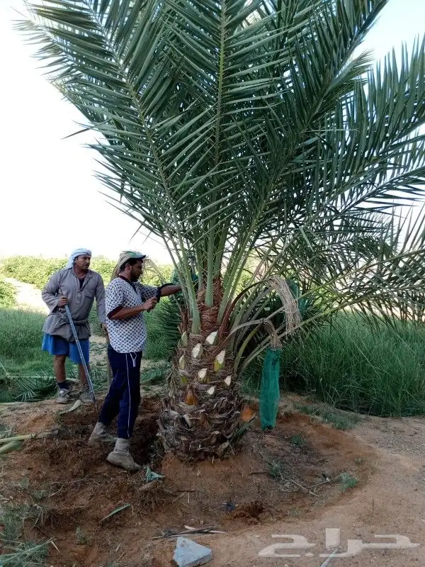 نخل للبيع نخيل مثمر نقايل جثايث خلاص سكري صقعي برحي شيشي سلج 0