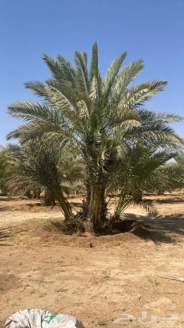 فروخ خضري نظيفه وعلى الشرط وفروخ مشكلات 0