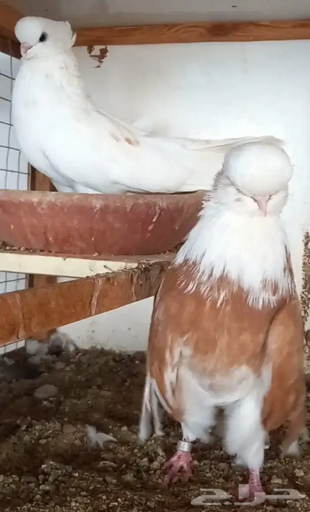 جوز نك كنار 2