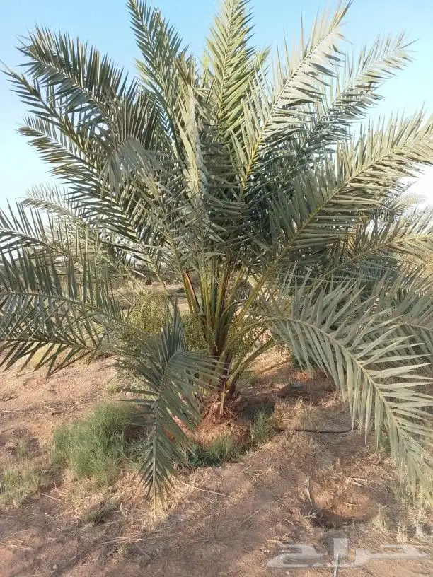 نخل للبيع نخيل مثمر نقايل جثايث خلاص سكري صقعي برحي شيشي سلج 3