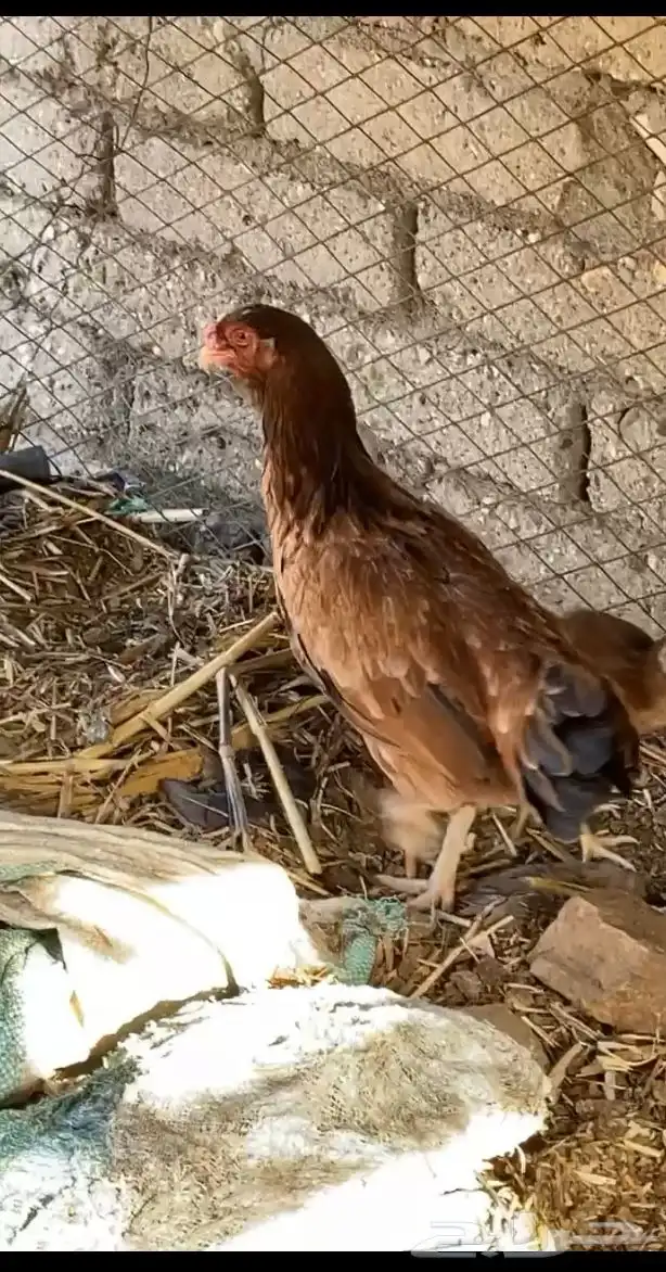 دجاج تحضن وانتجها في الصوره 1