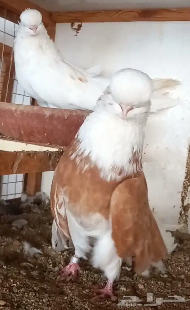 جوز نك كنار 5