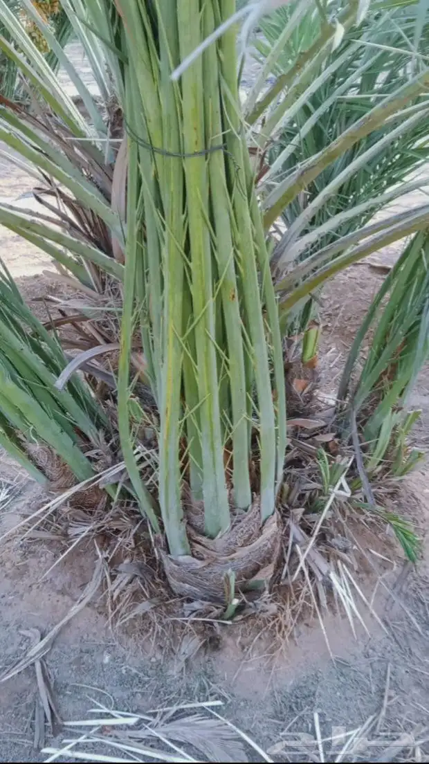 فروخ فسائل جثايث نقايل للبيع 1