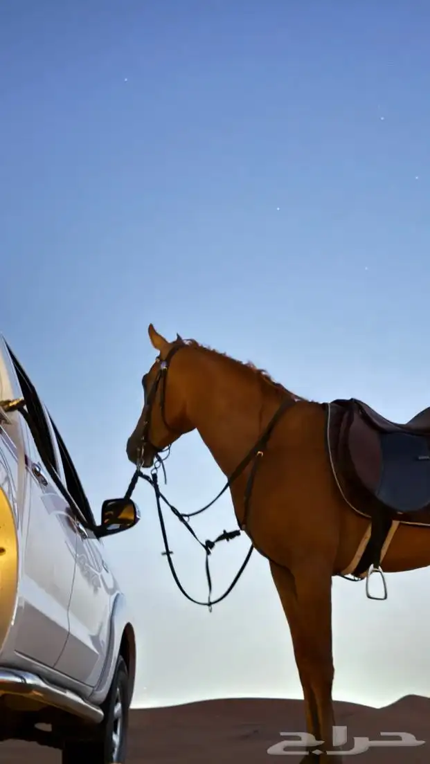 احصان شعبي 4