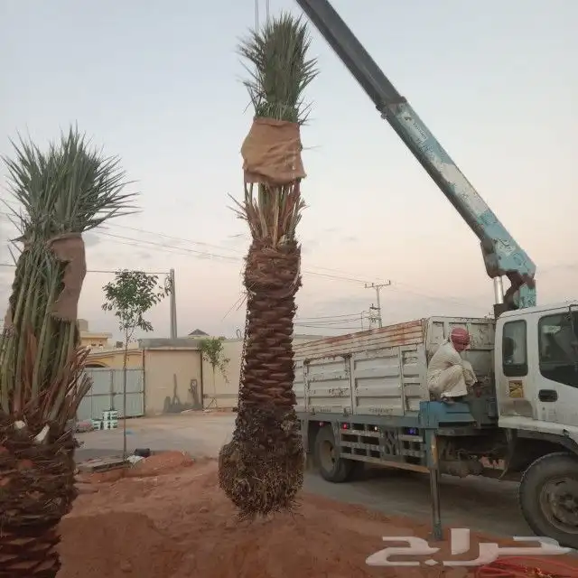مقاول نخيل واشنطوني وعربي بجميع مقاساته 5