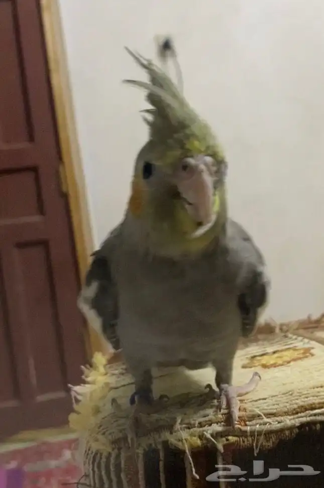 للبيع ببغاء كروان 2