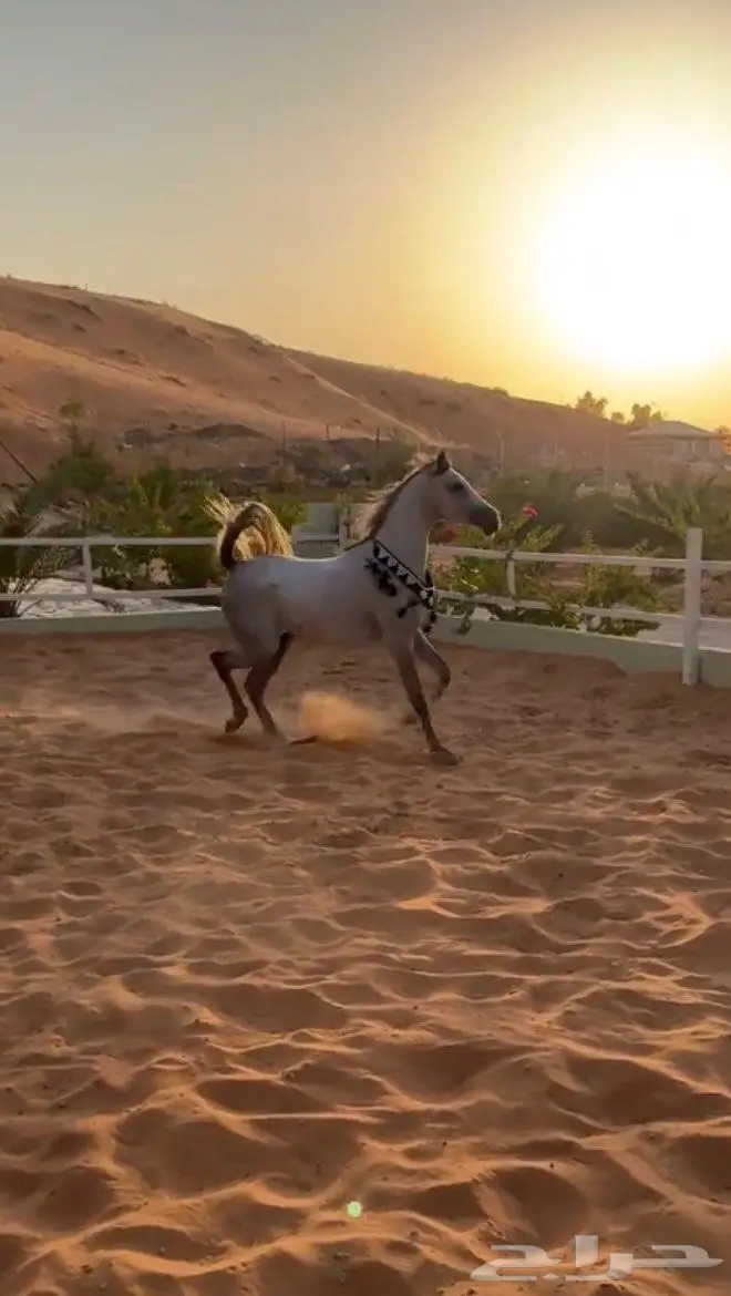 مهره شعبيه 4