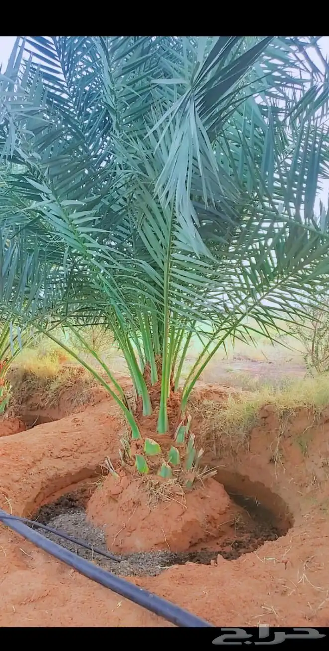 نخل وجثايث القصيم نخل طيب سعرنا مناسب جميع المقاسات موجوده 1