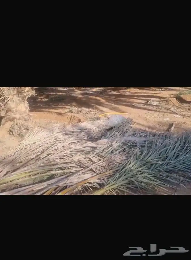 يتوفر جريد وعسيب 1