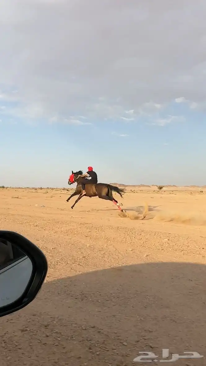 حصان سباق شعبي 1