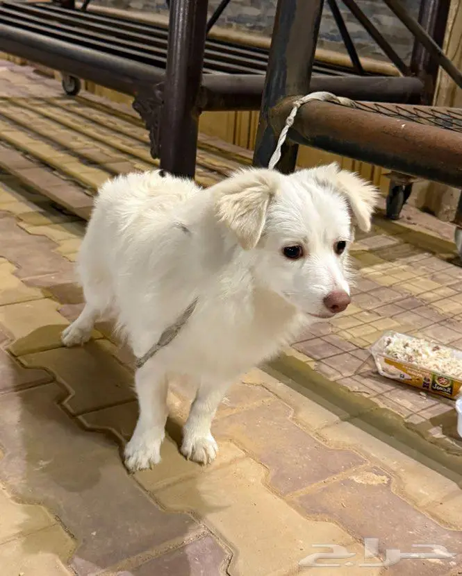 كلب في الرياض للبيع 1