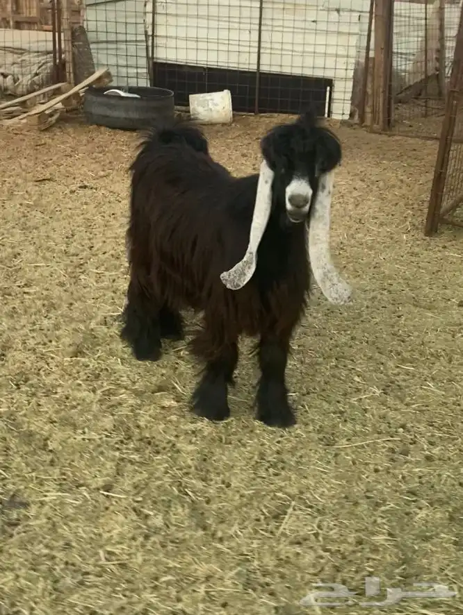 تيس عارضي مخصي ذبيحة 2