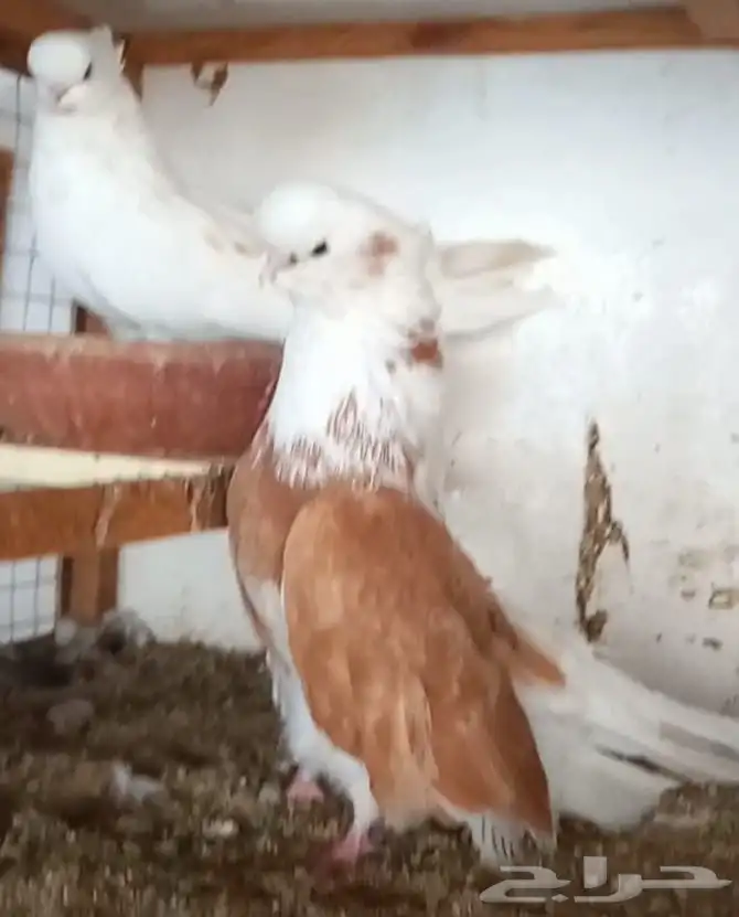جوز نك كنار 8