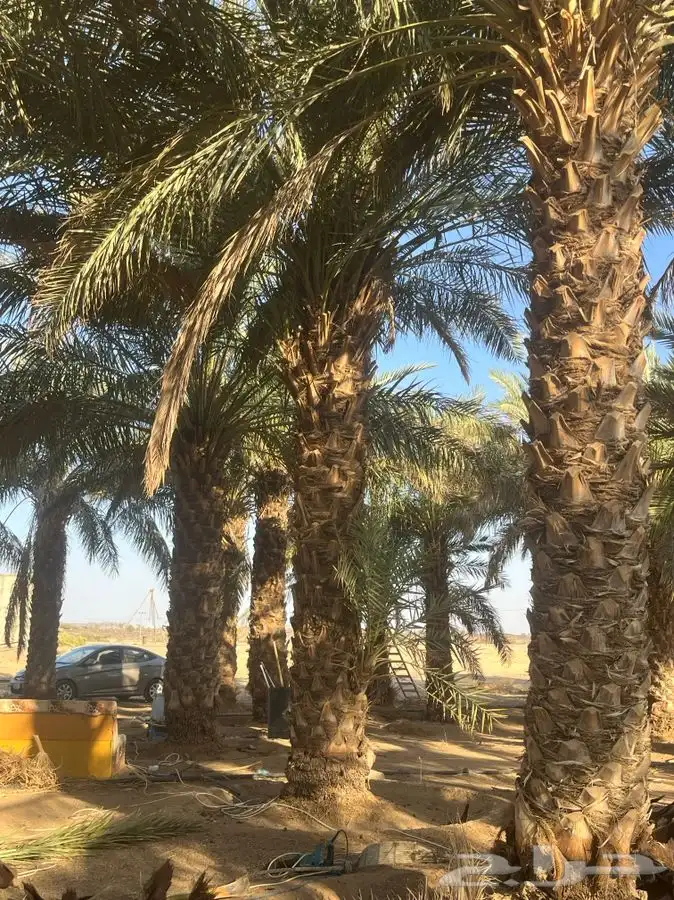 للبيع نخل طوال 4