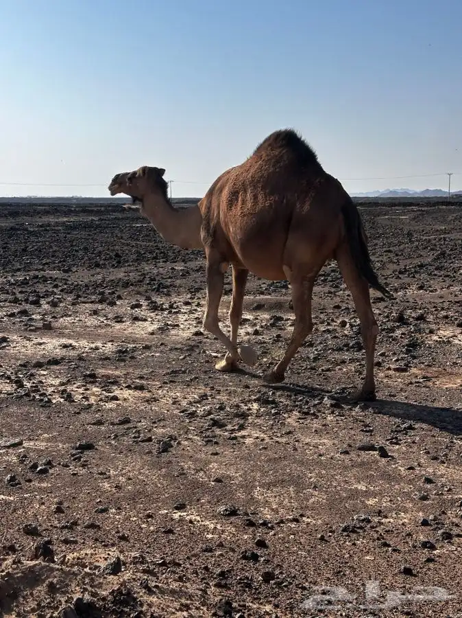حمراء ملاقي 1