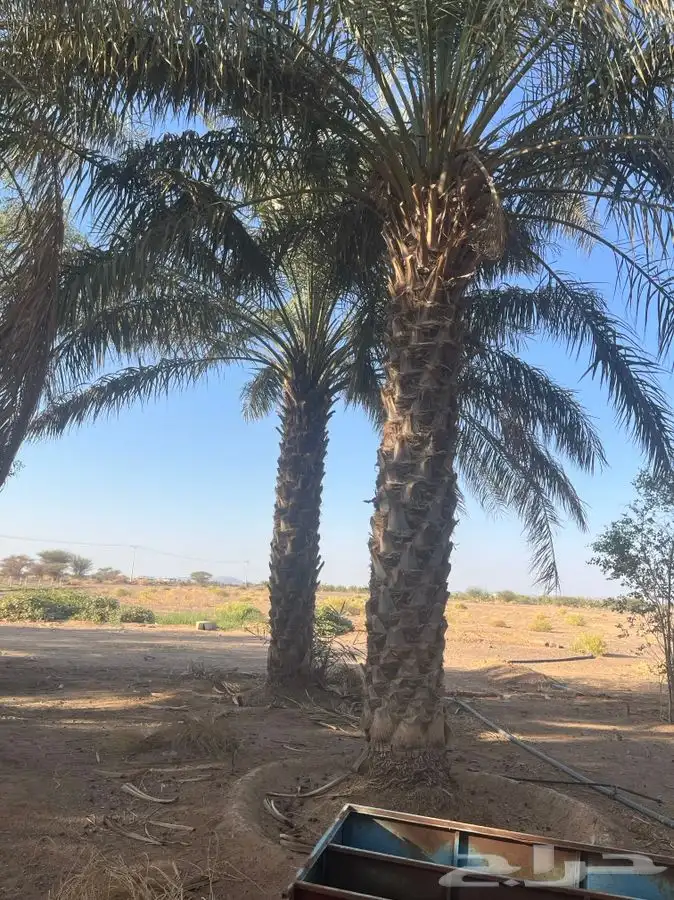 للبيع نخل طوال 6