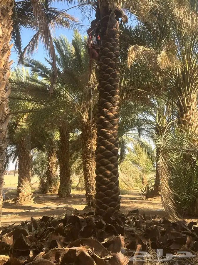 للبيع نخل طوال 0