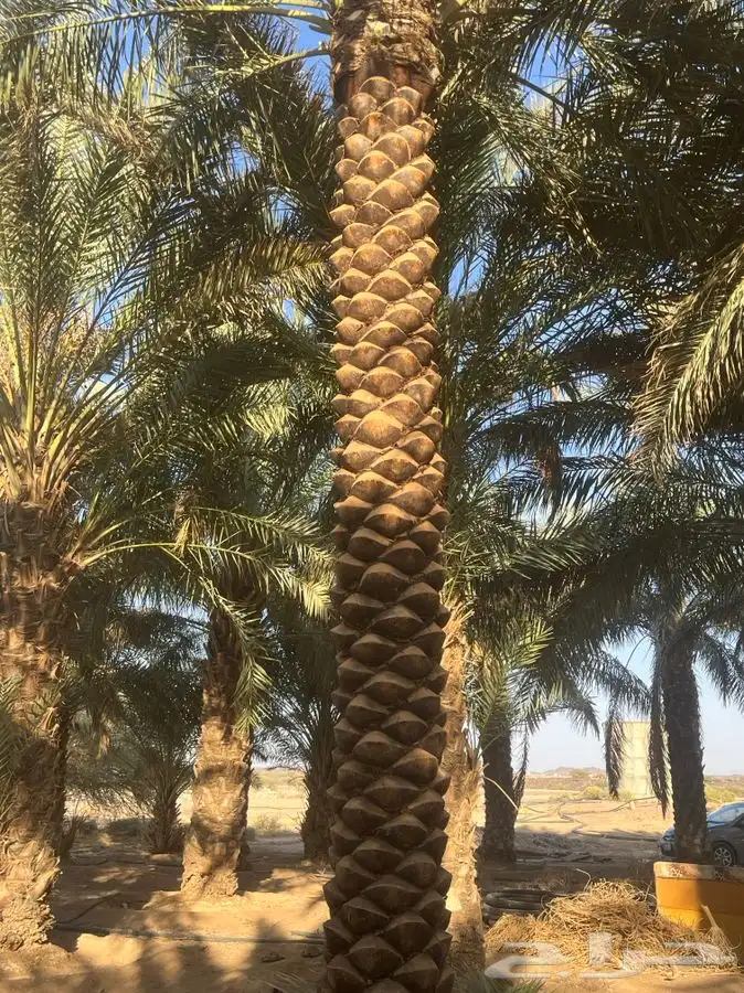 للبيع نخل طوال 3