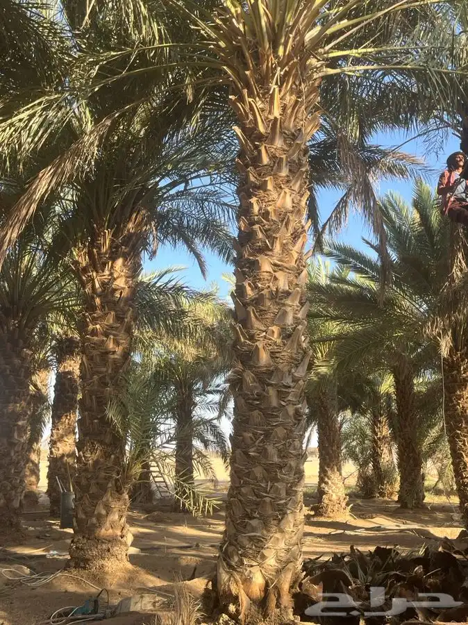 للبيع نخل طوال 5