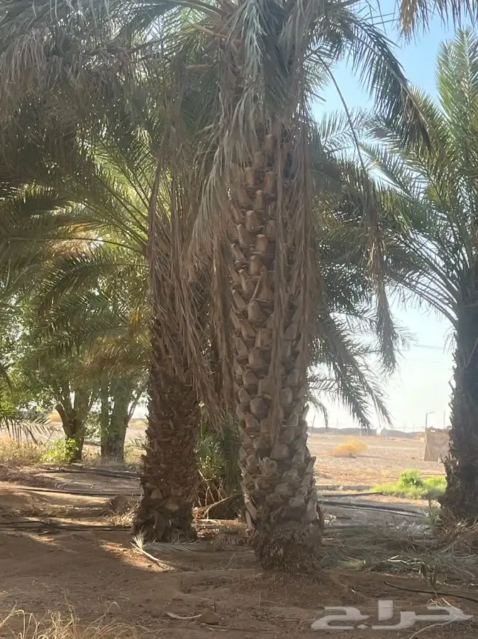 للبيع نخل طوال 2
