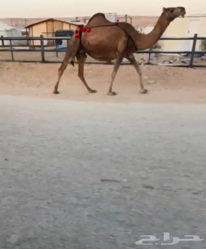 لقحة حمراء 0