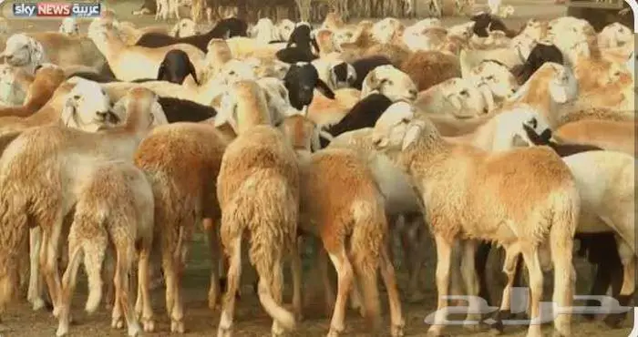 بيطري اغنام 0