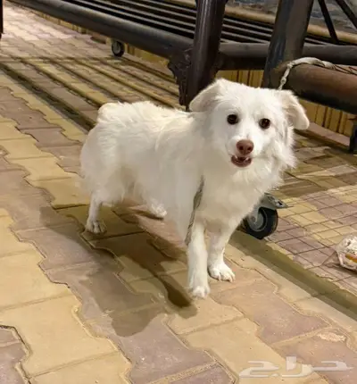 كلب في الرياض للبيع index